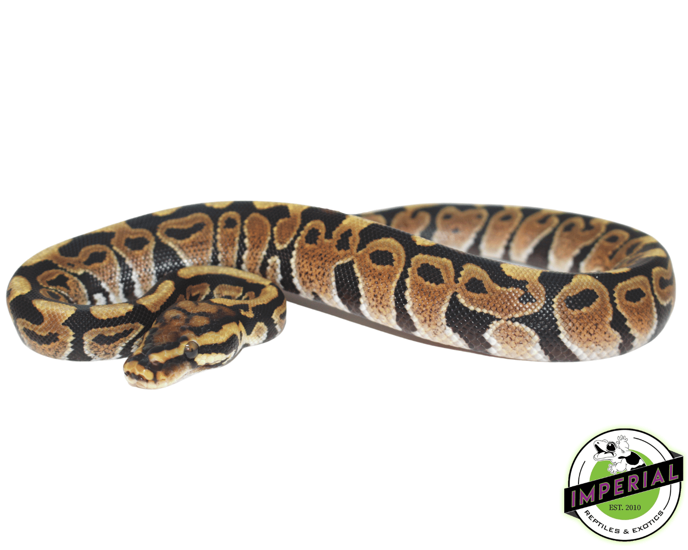 spotnose ball python for sale, buy reptiles online