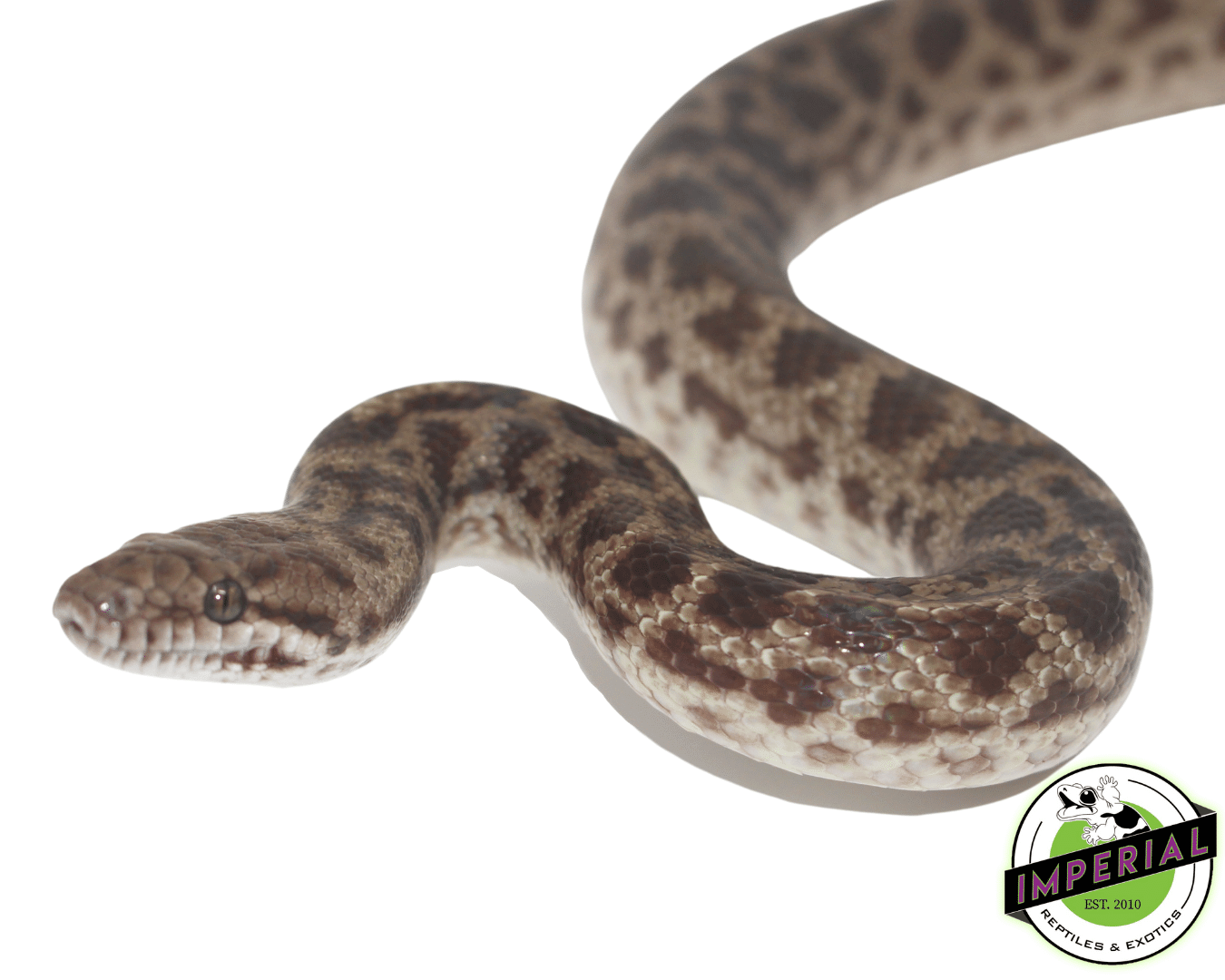 Spotted Python For Sale Imperial Reptiles IMPERIAL REPTILES & EXOTICS