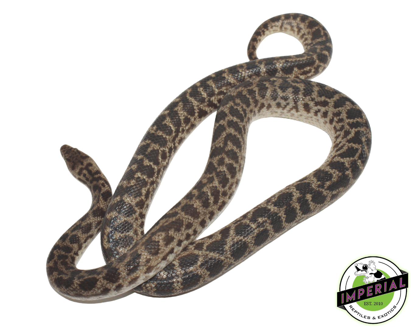 Spotted Python For Sale Imperial Reptiles IMPERIAL REPTILES & EXOTICS