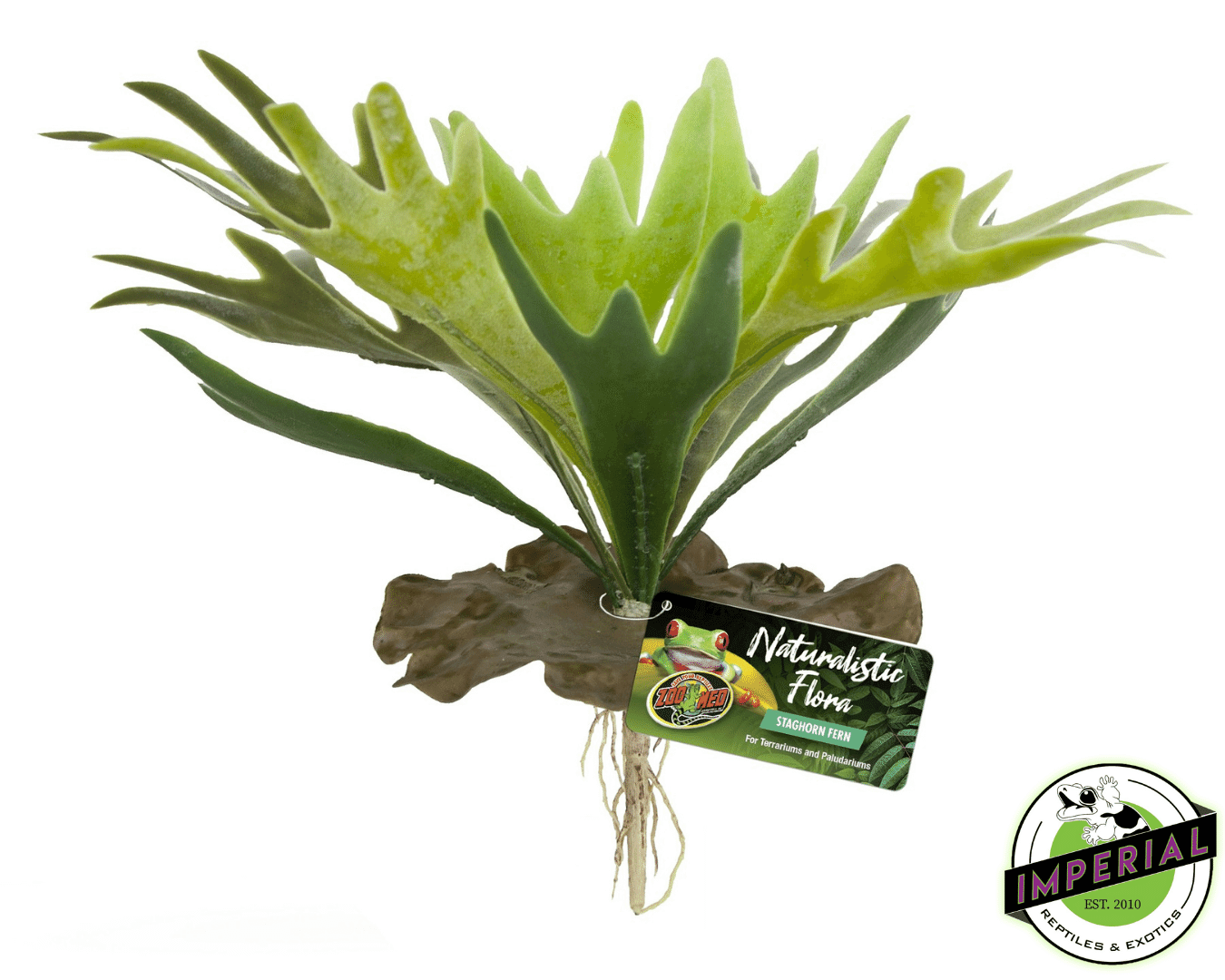 Staghorn Fern For Sale Imperial Reptiles IMPERIAL REPTILES & EXOTICS