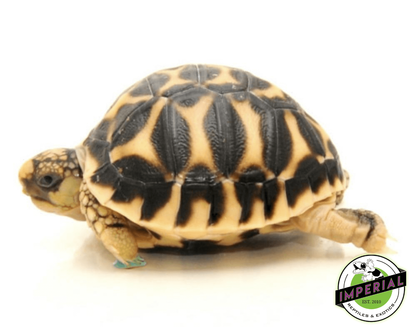 star tortoise for sale, buy reptiles online