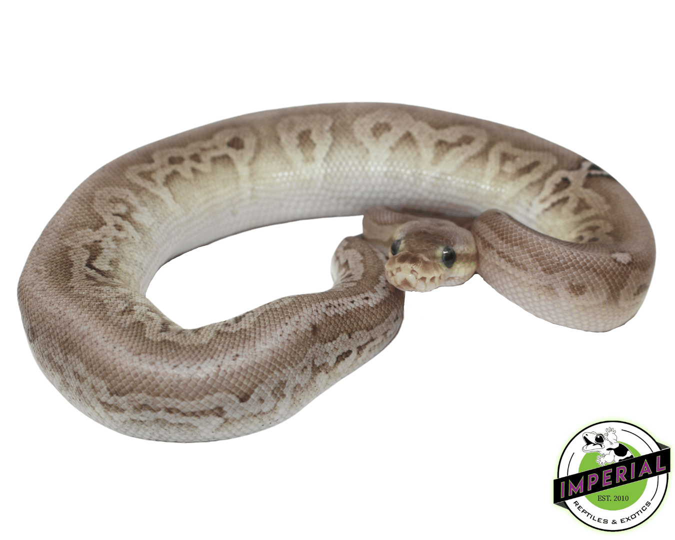 Silver Streak Ball Python