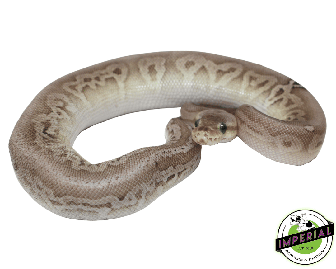 Silver Morph Python's Sterling Silver Ball Python