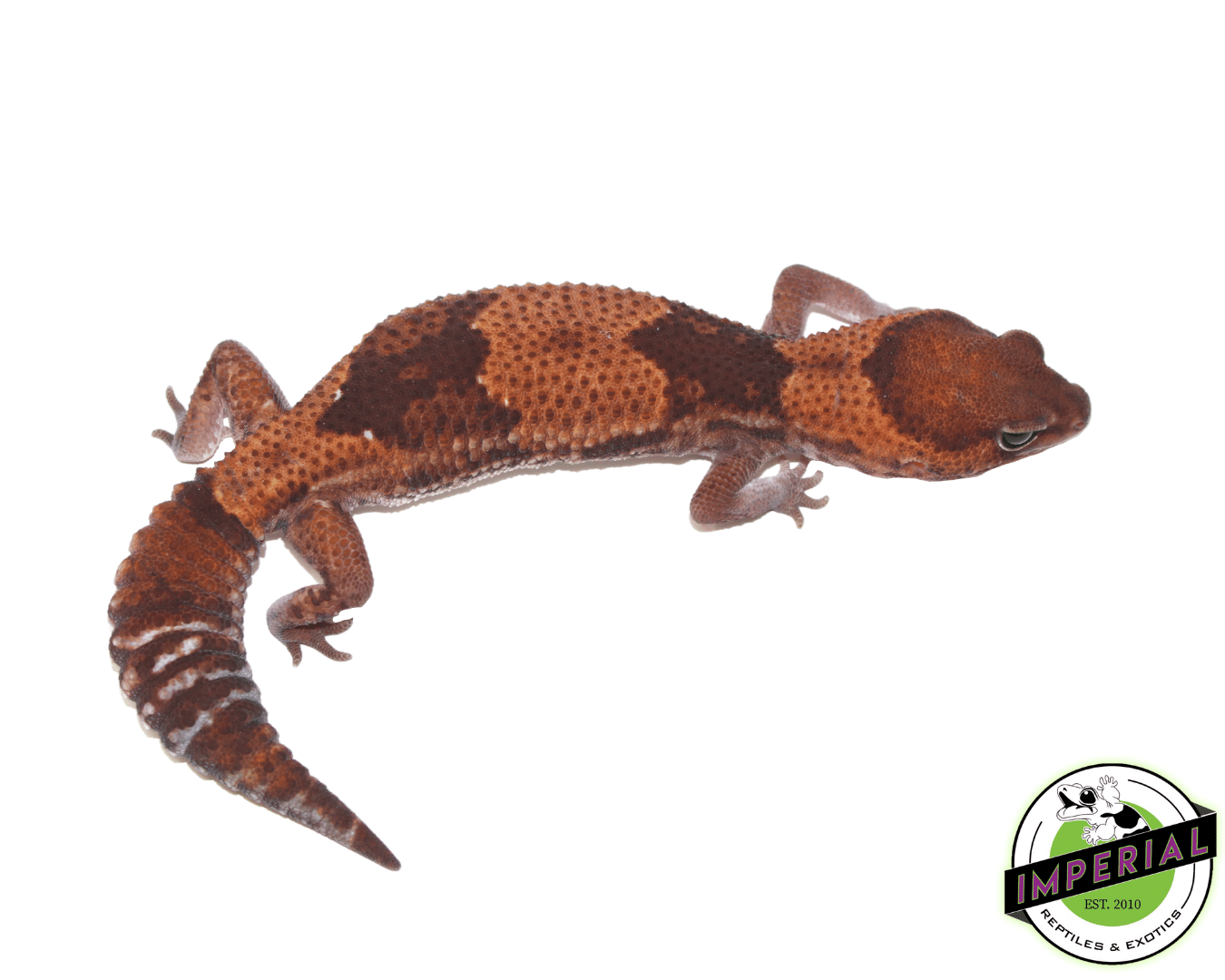 Stinger ph Amel African Fat Tail gecko for sale, buy reptiles online