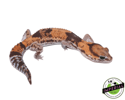 Stinger 100% het. Amel African Fat Tail gecko for sale, buy reptiles online