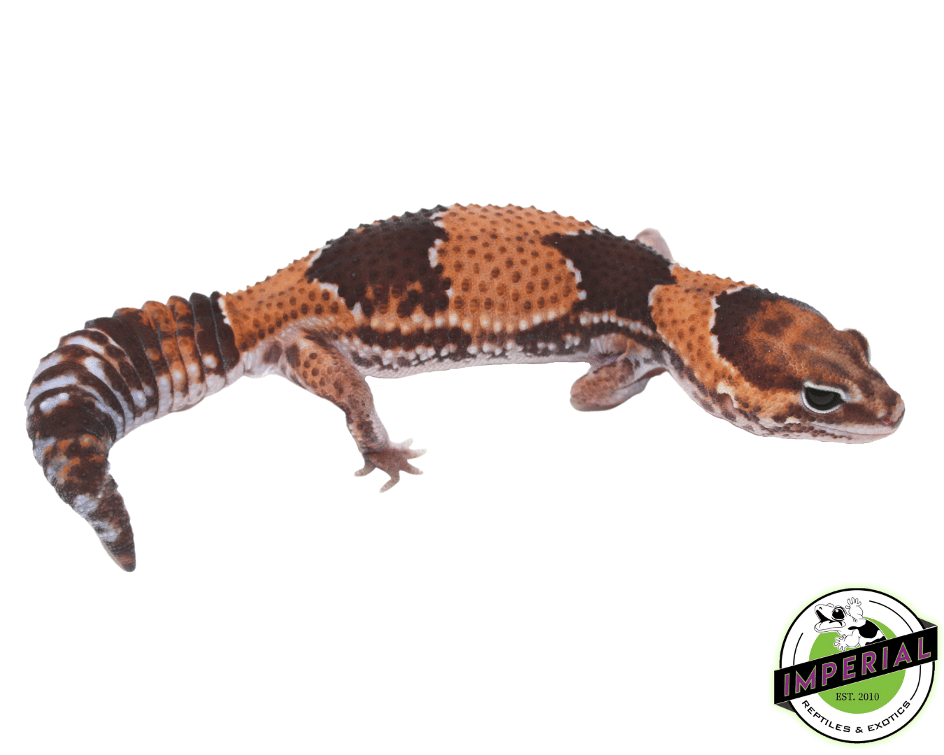Stinger 100% het. Amel African Fat Tail gecko for sale, buy reptiles online