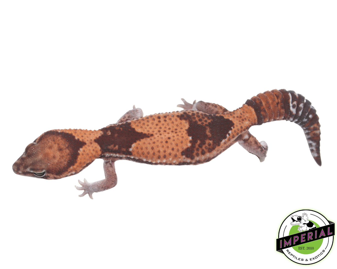 Stinger 100% het Amel ph Zulu Patternless African Fat Tail gecko for sale, buy reptiles online
