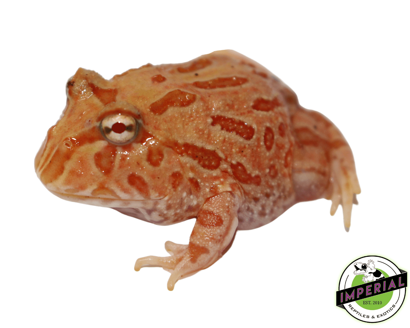 Strawberry Pacman Frog For Sale Imperial Reptiles IMPERIAL REPTILES