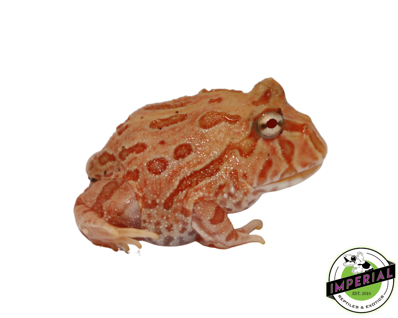 strawberry pacman frog for sale, buy amphibians online