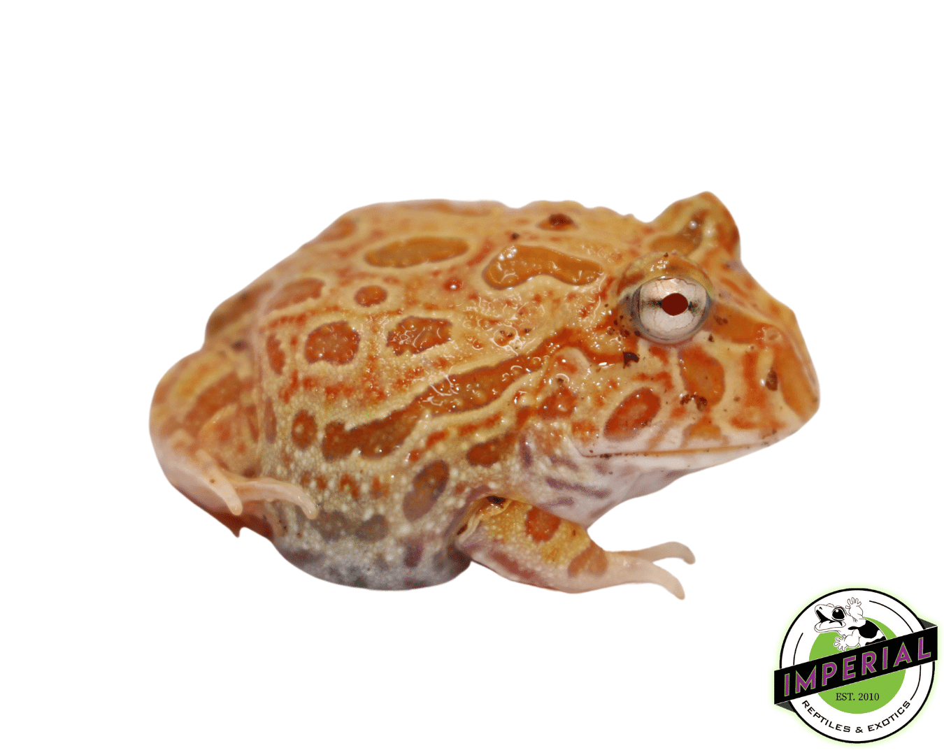 Strawberry Pineapple Pacman Frog For Sale - Imperial Reptiles