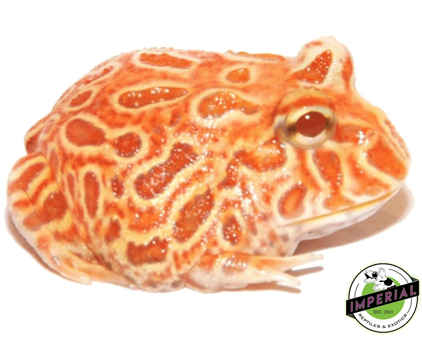 strawberry pineapple pacman frog for sale, buy amphibians online