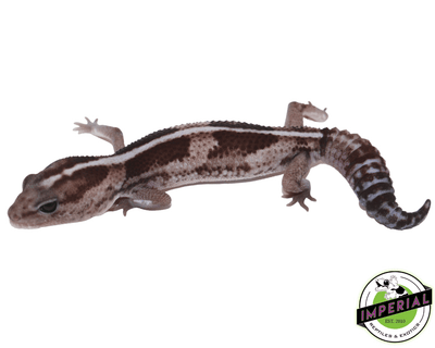 oreo het caramel African Fat Tail gecko for sale, buy reptiles online