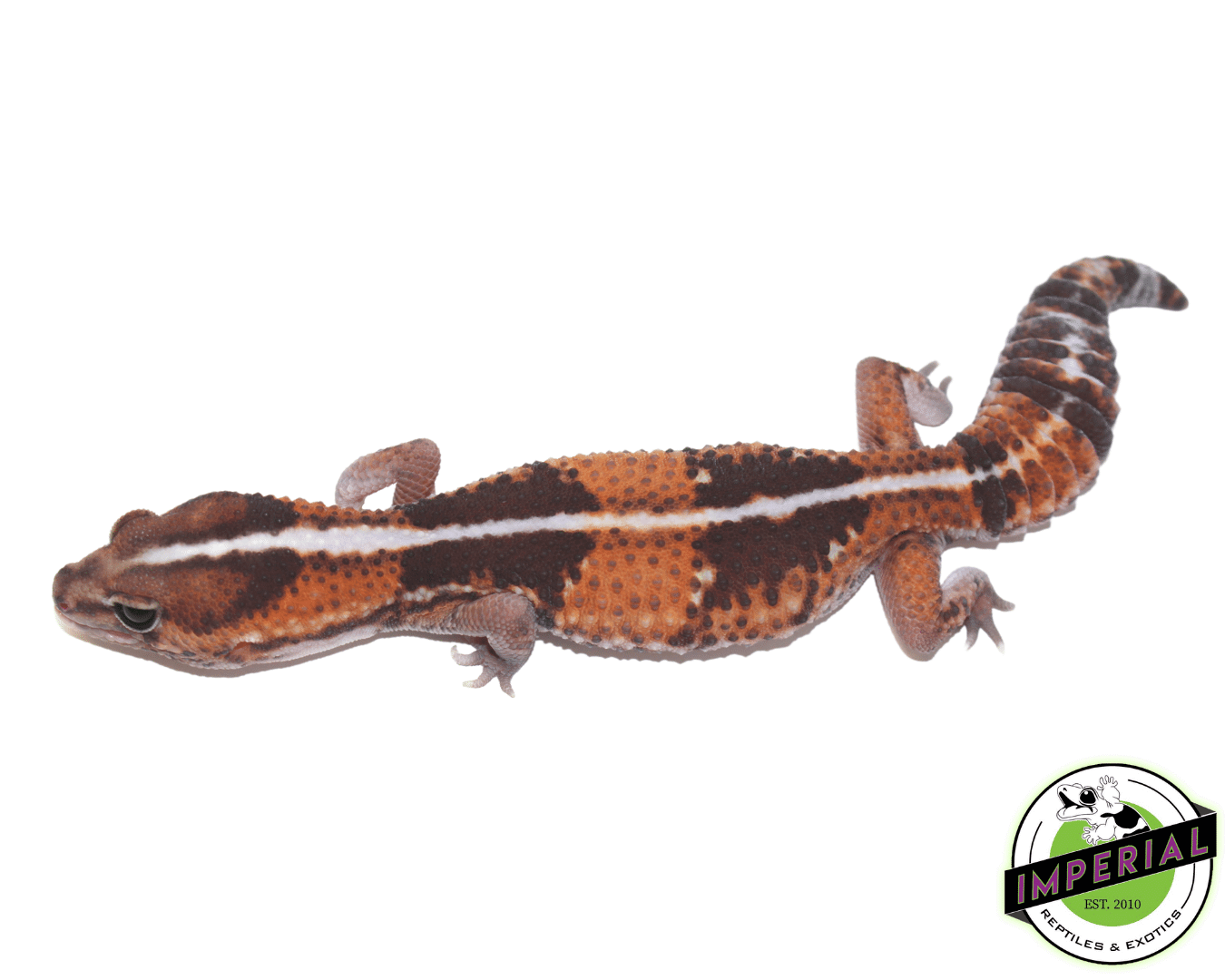 Striped ph Amel Patternless  African Fat Tail gecko for sale, buy reptiles online