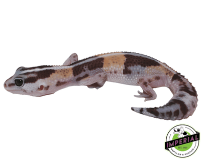 Striped ph Amel Oreo African Fat Tail gecko for sale, buy reptiles online