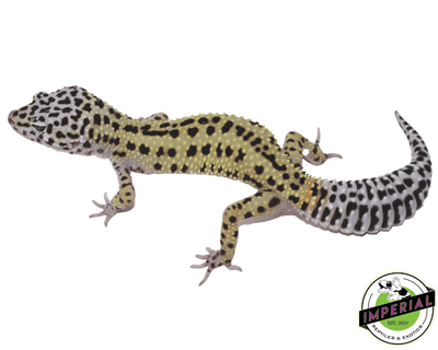 Mack Snow Reverse Stripe leopard gecko for sale, buy reptiles online