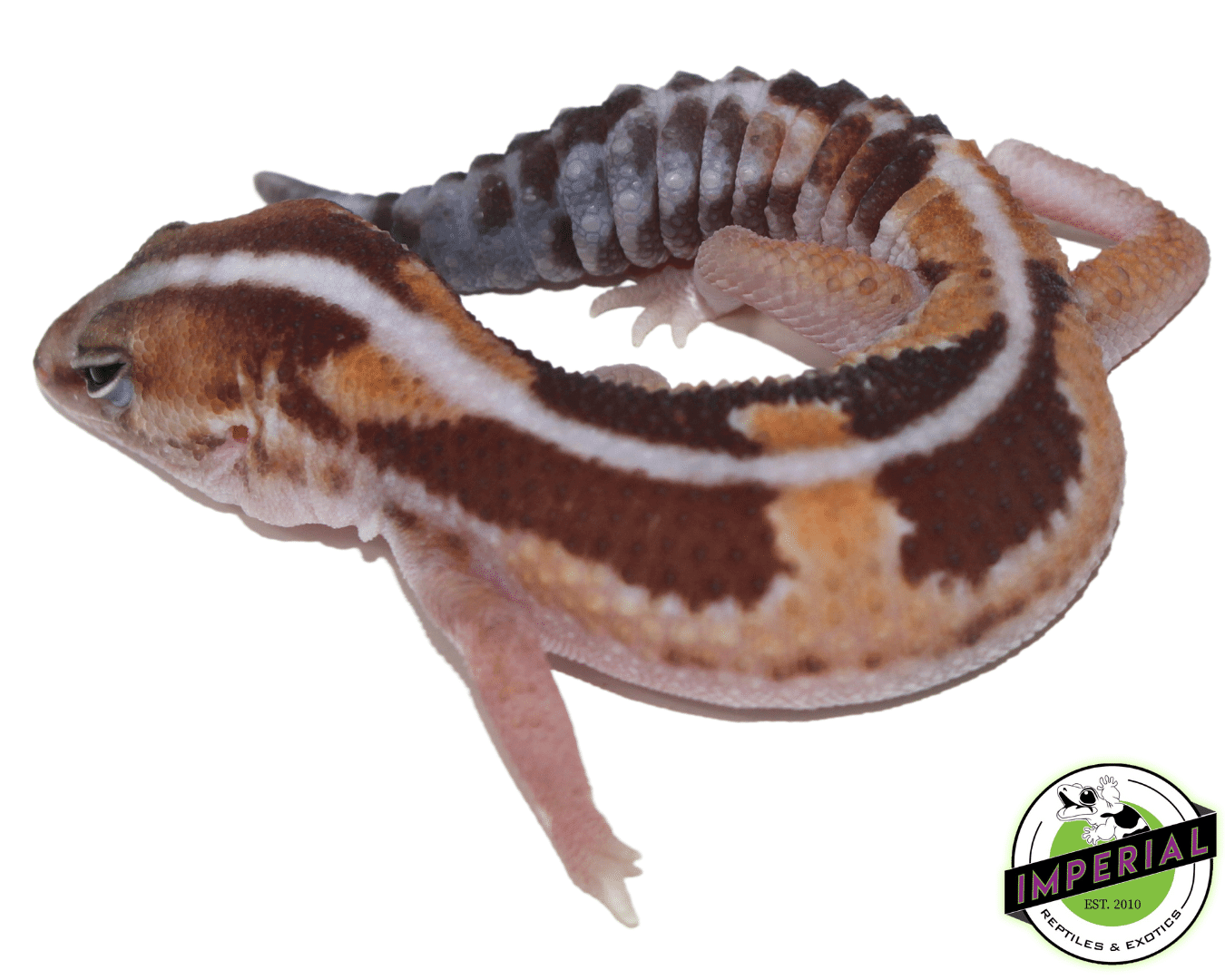 Zulu stripe african fat tail gecko for sale online at cheap prices