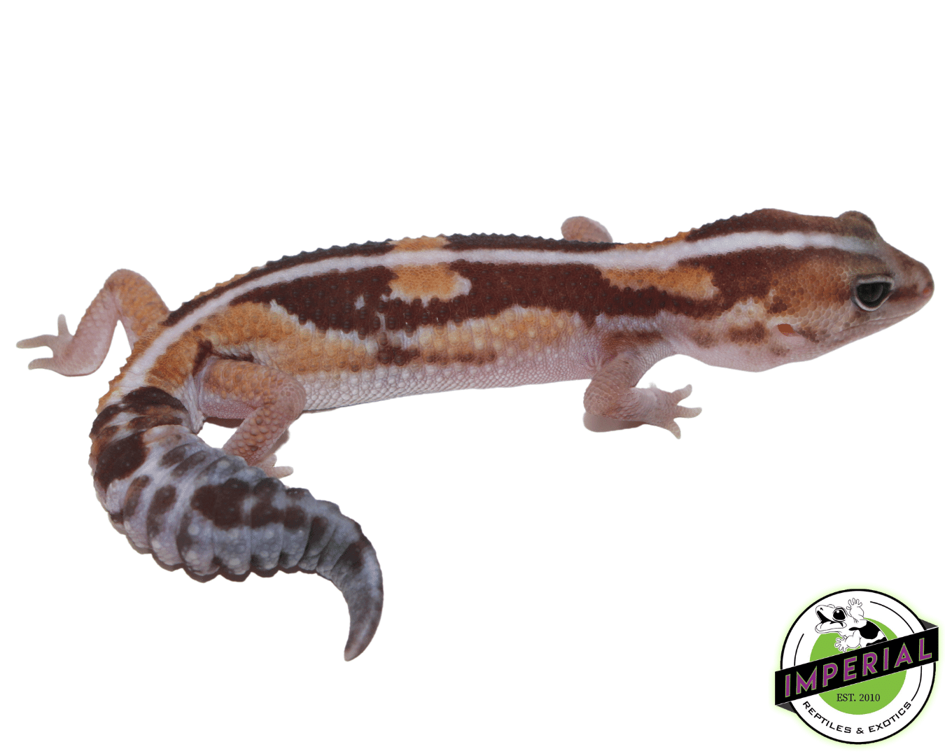 Zulu stripe african fat tail gecko for sale online at cheap prices