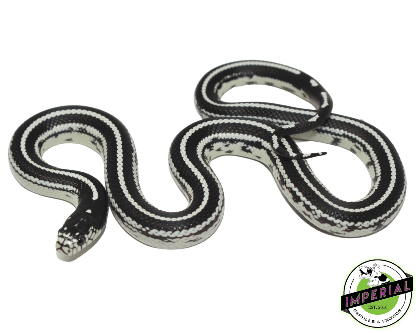 California Kingsnake For Sale - Imperial Reptiles – IMPERIAL REPTILES
