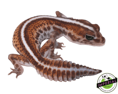 african fat tail gecko for sale online, buy geckos cheap near me