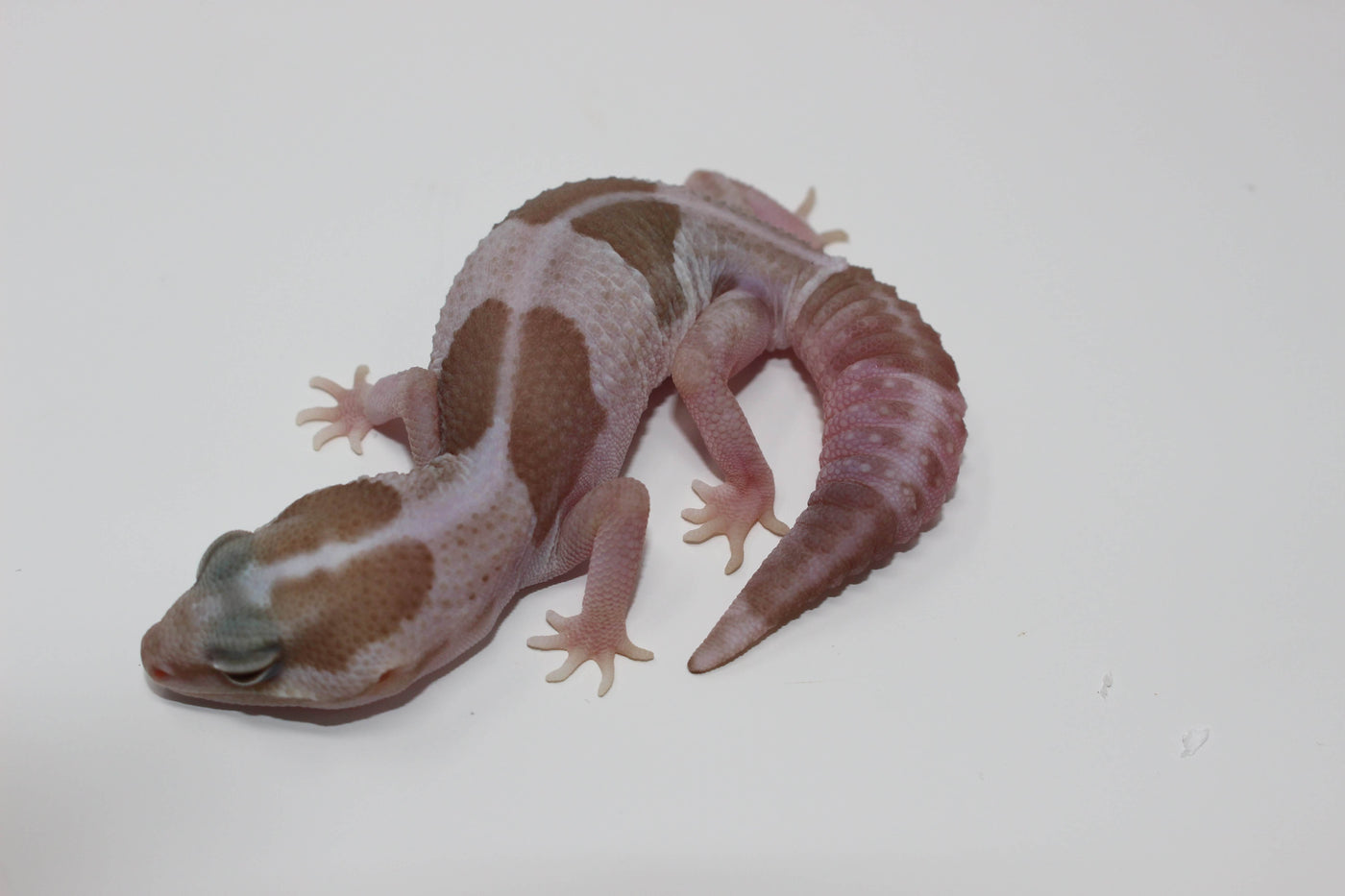 Striped Snow African Fat Tail gecko for sale, buy reptiles online