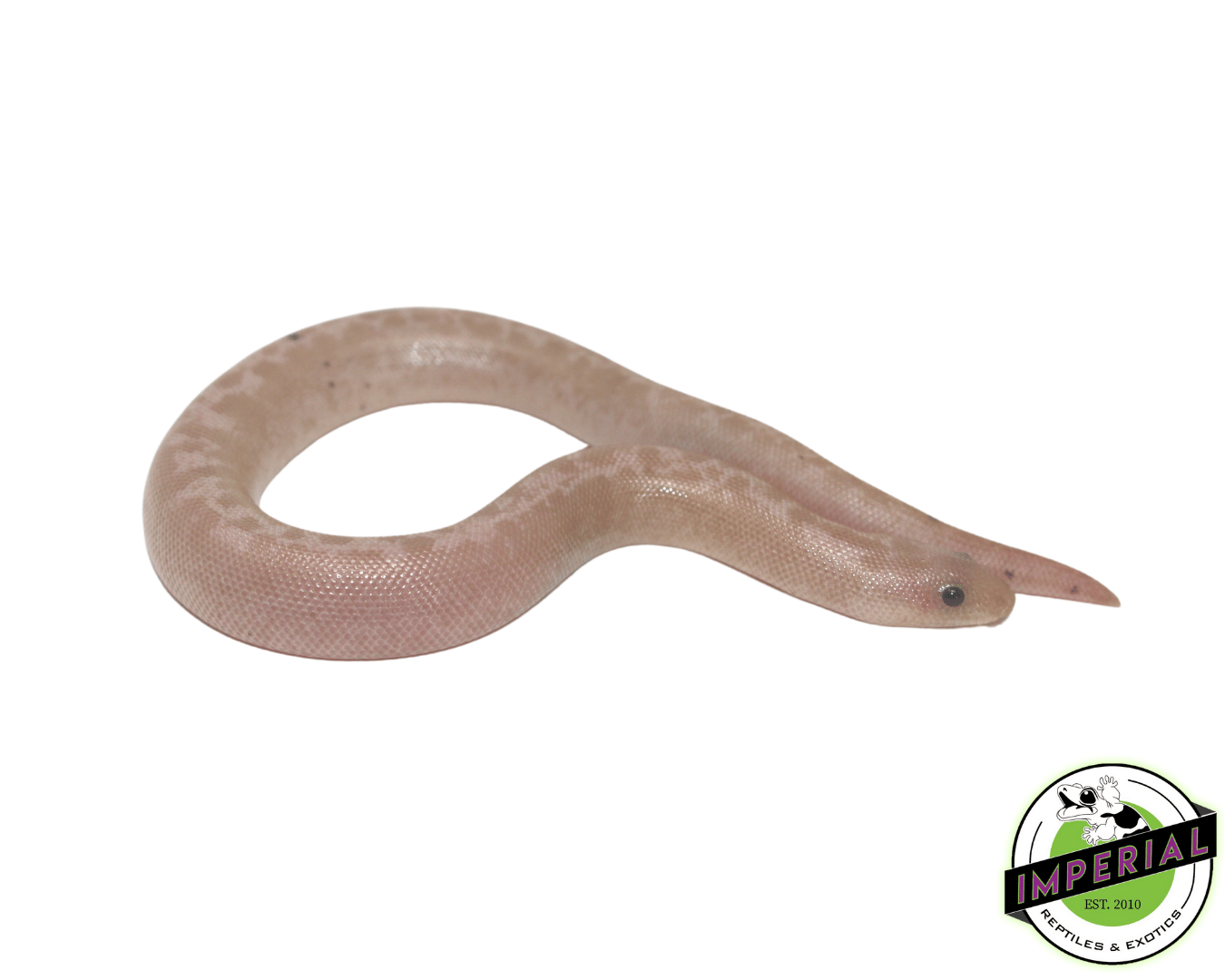 striped snow kenyan sand boa for sale, buy reptiles online