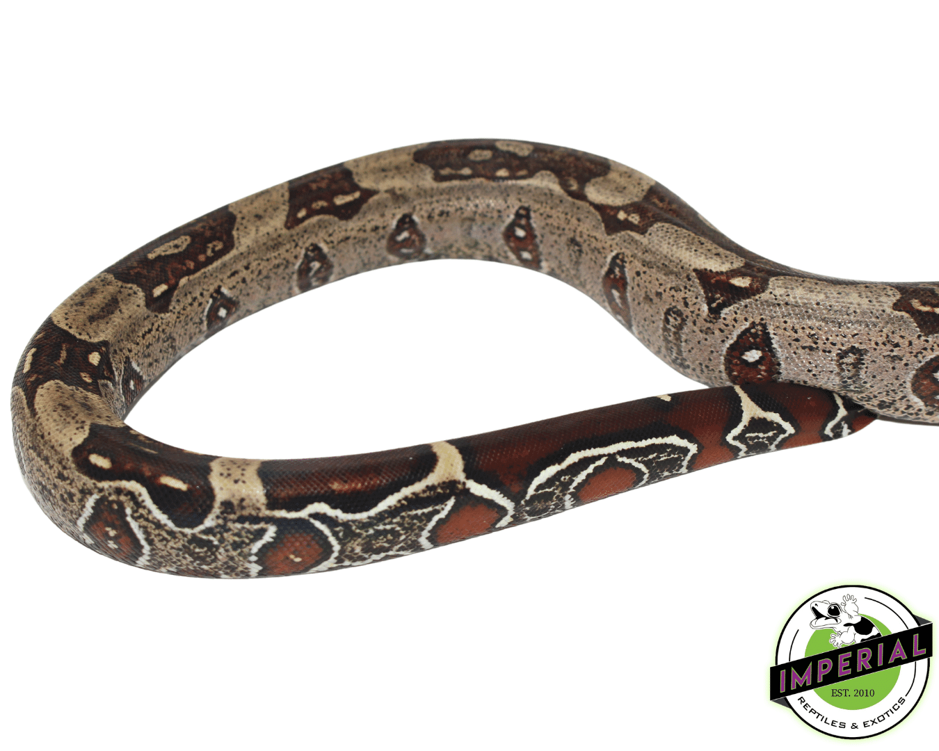 Suriname Red Tail Boa "Striped' For Sale Imperial Reptiles IMPERIAL