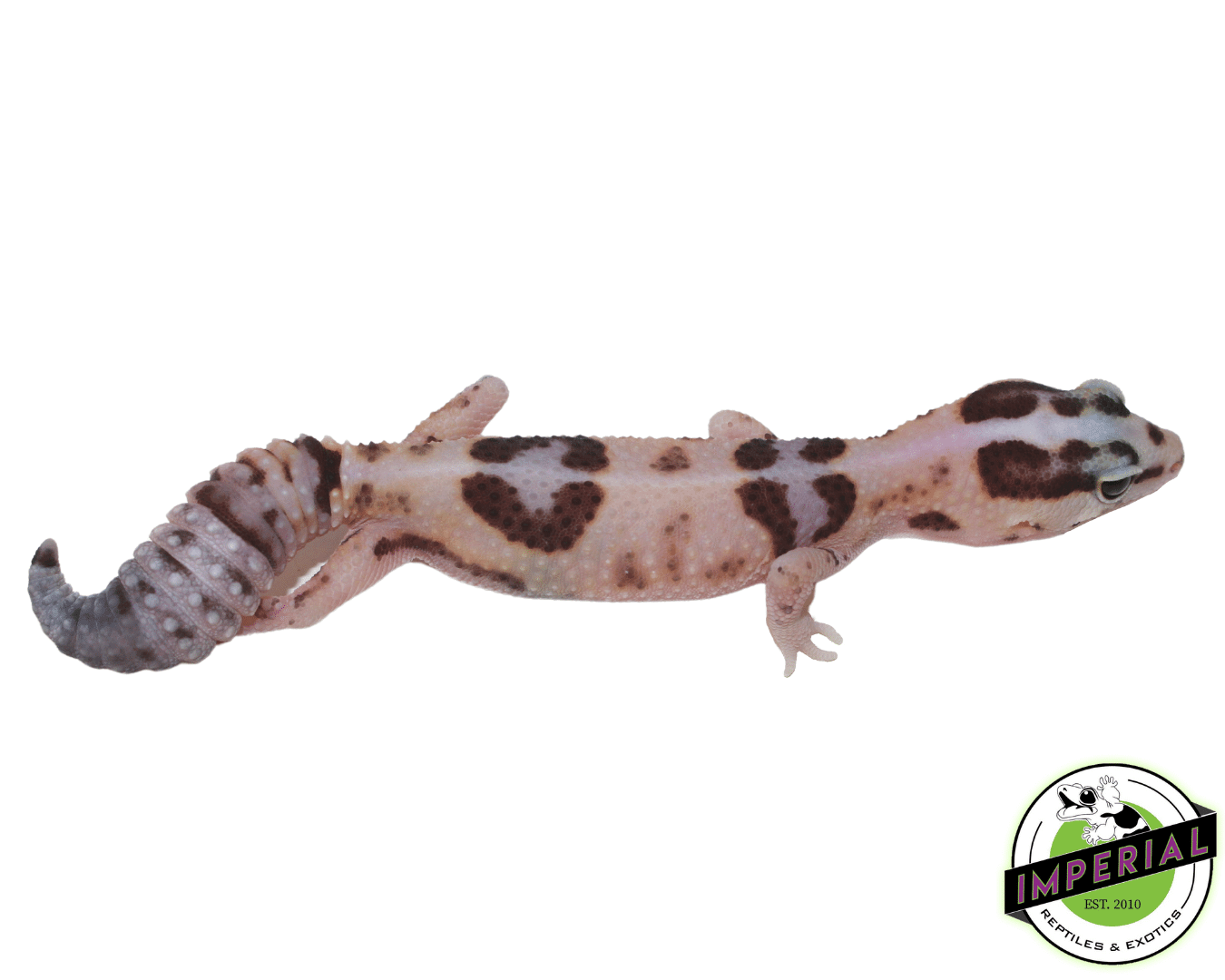 Striped Whiteout ph Amel Oreo African Fat Tail gecko for sale, buy reptiles online