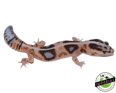 Striped Whiteout ph Amel Patternless African Fat Tail gecko for sale, buy reptiles online