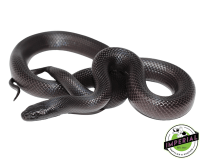  Mexican Black kingsnake for sale online at cheap prices, buy reptiles online