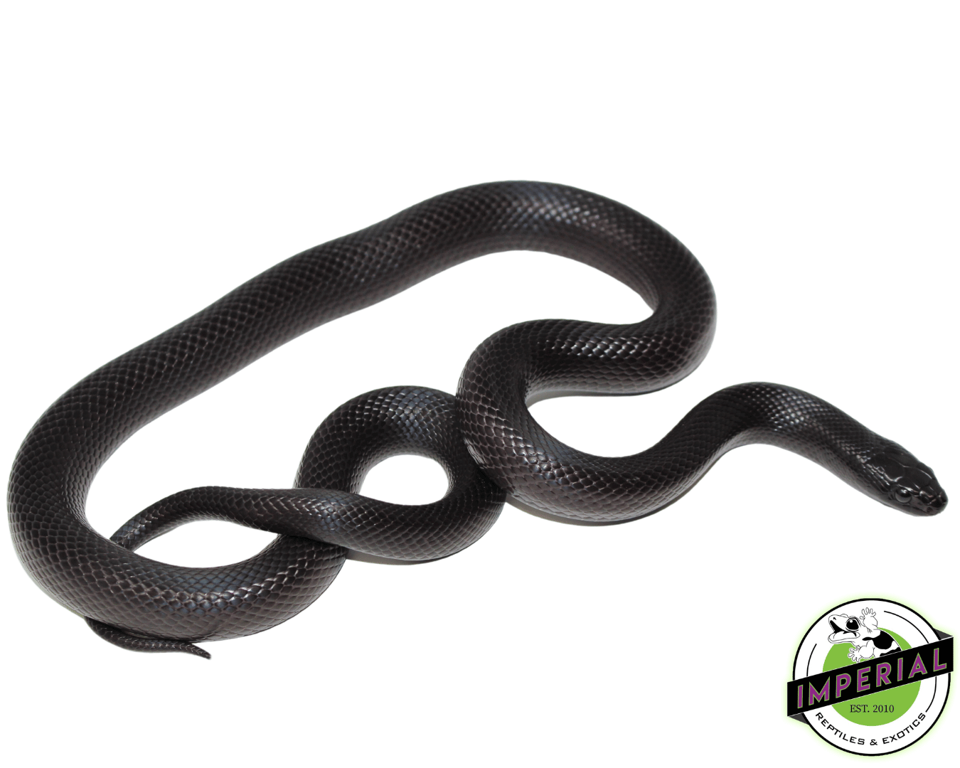 Mexican Black Kingsnake Sub Adult For Sale - Imperial Reptiles