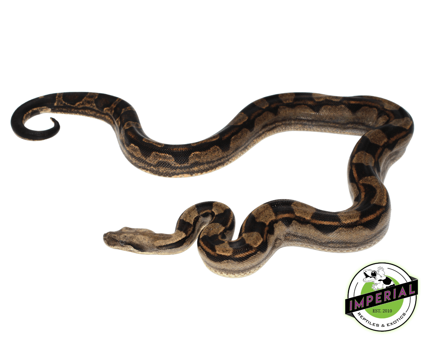 motley colombian boa constrictor for sale, buy reptiles online