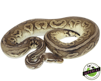 pewter ball python for sale, buy reptiles online