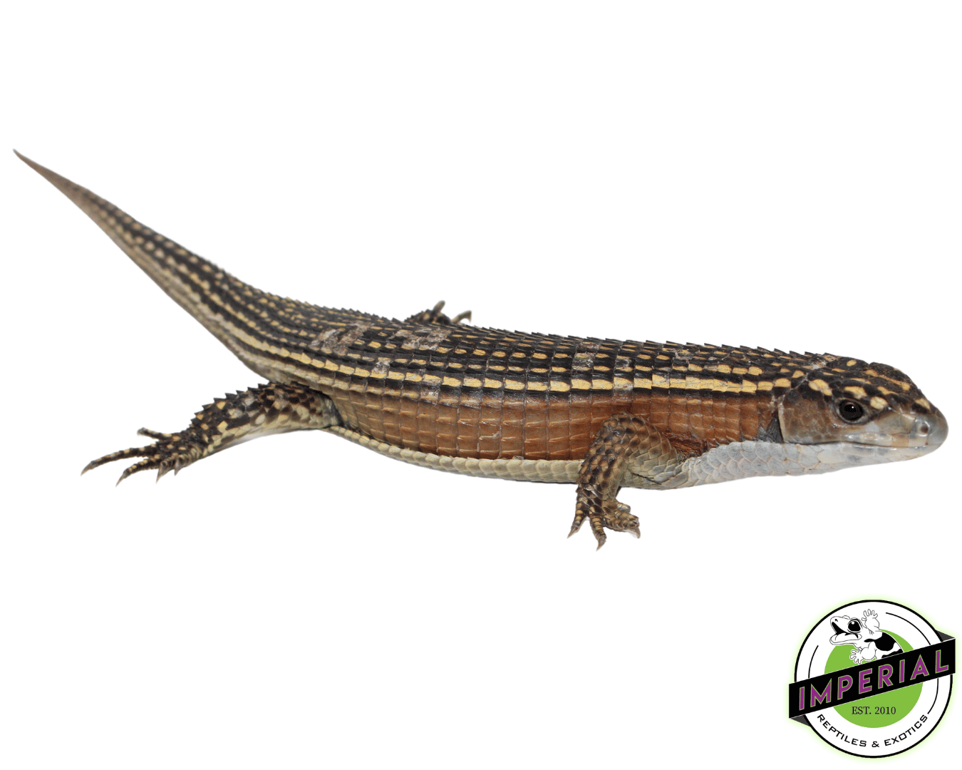 Juvenile Giant Plated Lizard For Sale Imperial Reptiles IMPERIAL