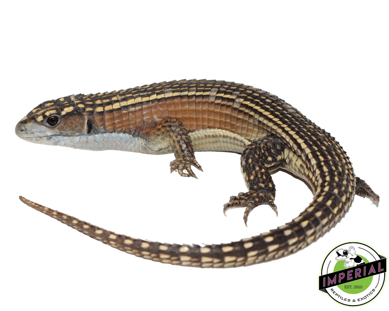 Cheap reptiles for hot sale sale