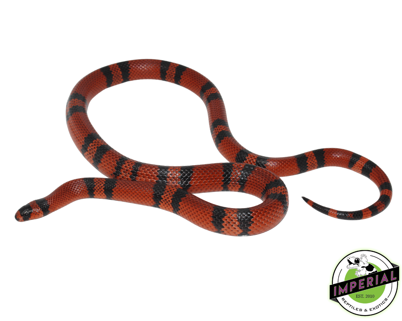 adult milksnake for sale online at cheap prices, buy reptiles near me
