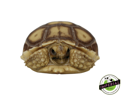 sulcata tortoise for sale, buy reptiles online