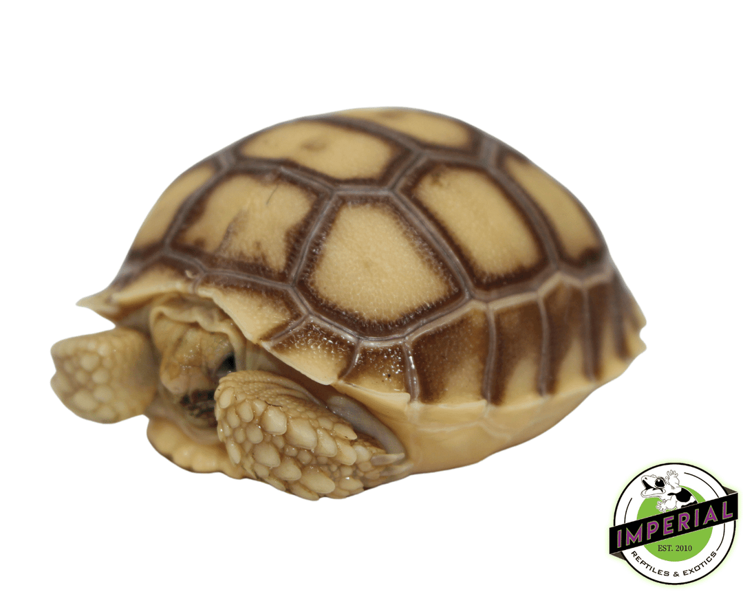 Sulcata Tortoise For Sale Imperial Reptiles – IMPERIAL REPTILES