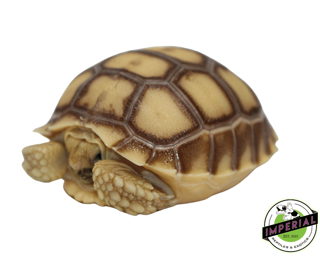 succulent tortoise for sale Sulcata Tortoise For Sale