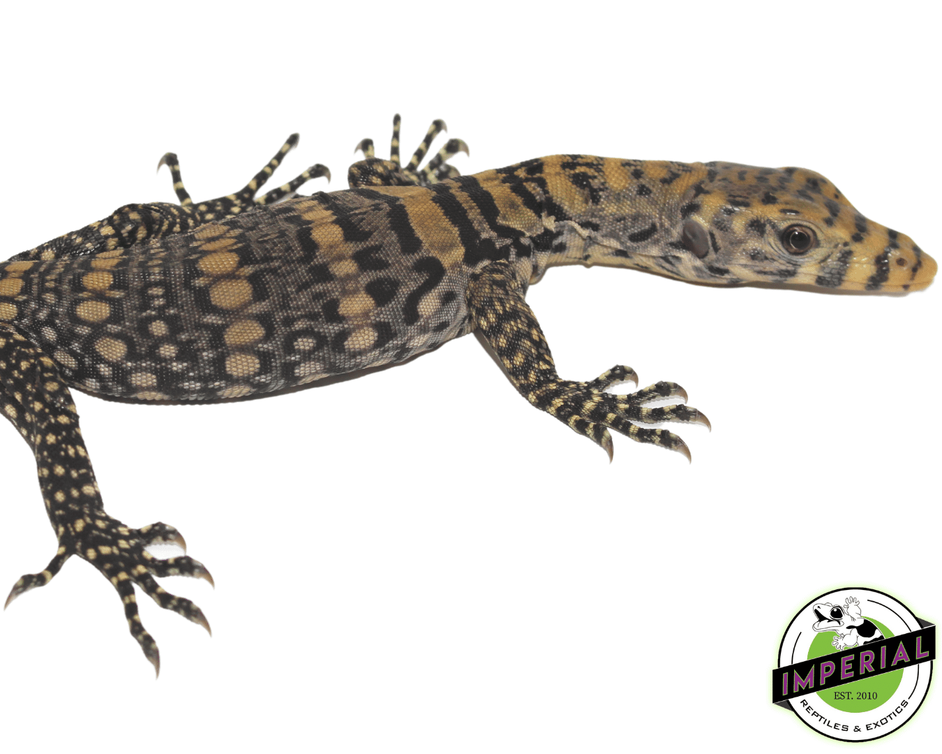 Sulfur Water Monitor For Sale Imperial Reptiles IMPERIAL REPTILES