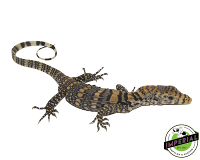 sulfur water monitor lizard for sale, buy reptiles online