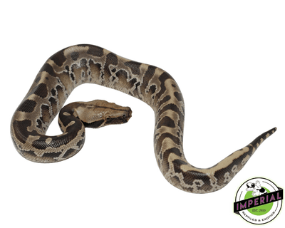 sumatran black blood short tail python for sale, buy reptiles online