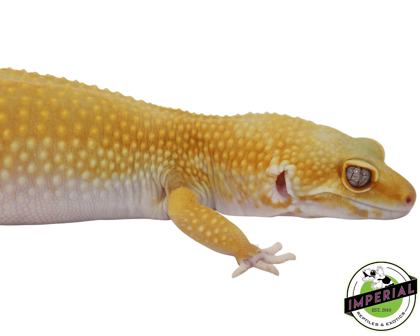 giant leopard gecko for sale online, buy reptiles at cheap prices