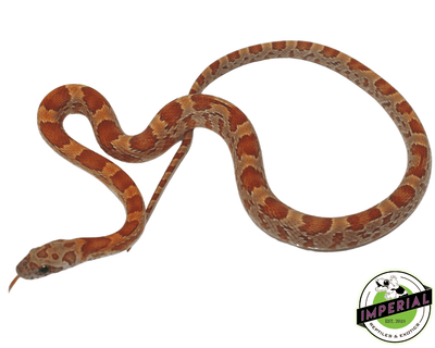 sunkissed Corn Snake for sale, buy reptiles online at cheap prices