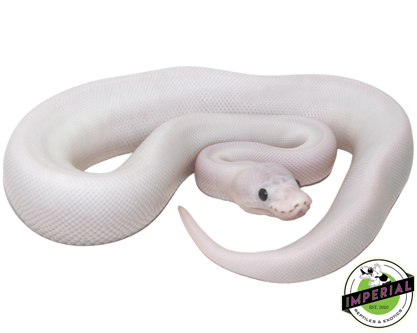 Super Fire Ball Python Do Super Fire BP Have Different Eyes Like The