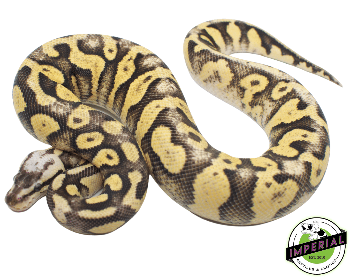 superfly ball python for sale, buy reptiles online at cheap prices