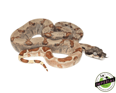 super hypo colombian boa constrictor for sale, buy reptiles online