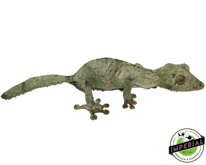 未開封品 OZWRT Agave Leaf Tailed Gecko 17cm 美品】OZWRT Agave Leaf
