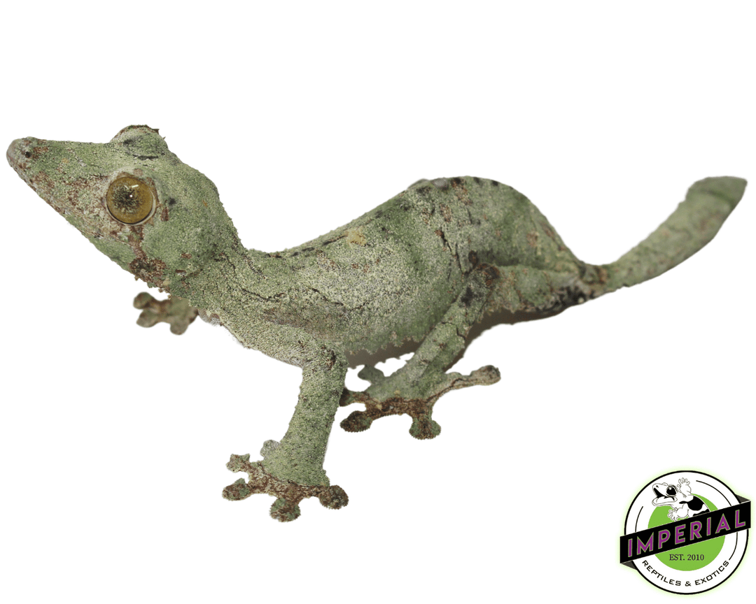 super-mossy-leaf-tail-gecko-