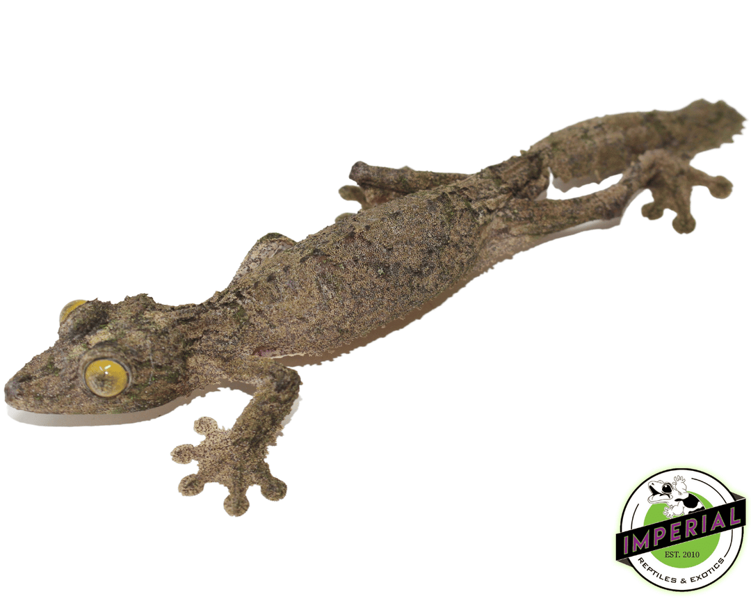 Super Mossy Leaf Tail Gecko (Uroplatus sameti) For Sale - Imperial