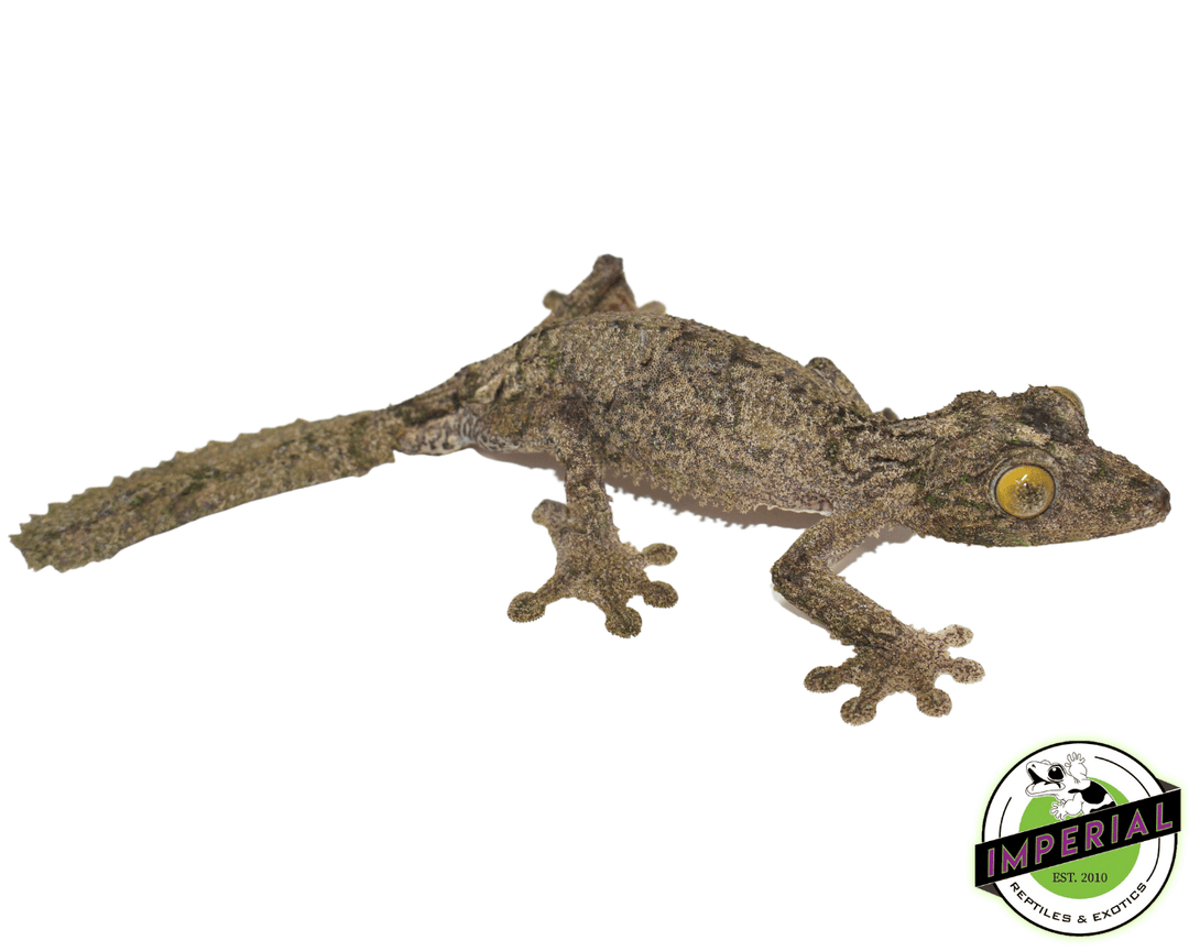 未開封品 OZWRT Agave Leaf Tailed Gecko 17cm エダハアガベヤモリ』Verオテロイ Satanic Agave Leaf Tailed